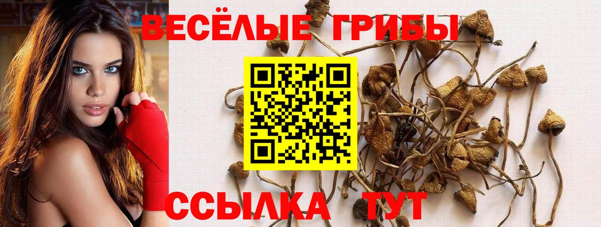 Псилоцибиновые грибы Cubensis Карачаевск